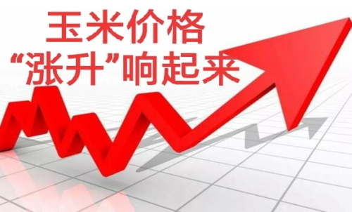 做玉米期貨盈利難嗎？玉米期貨漲5